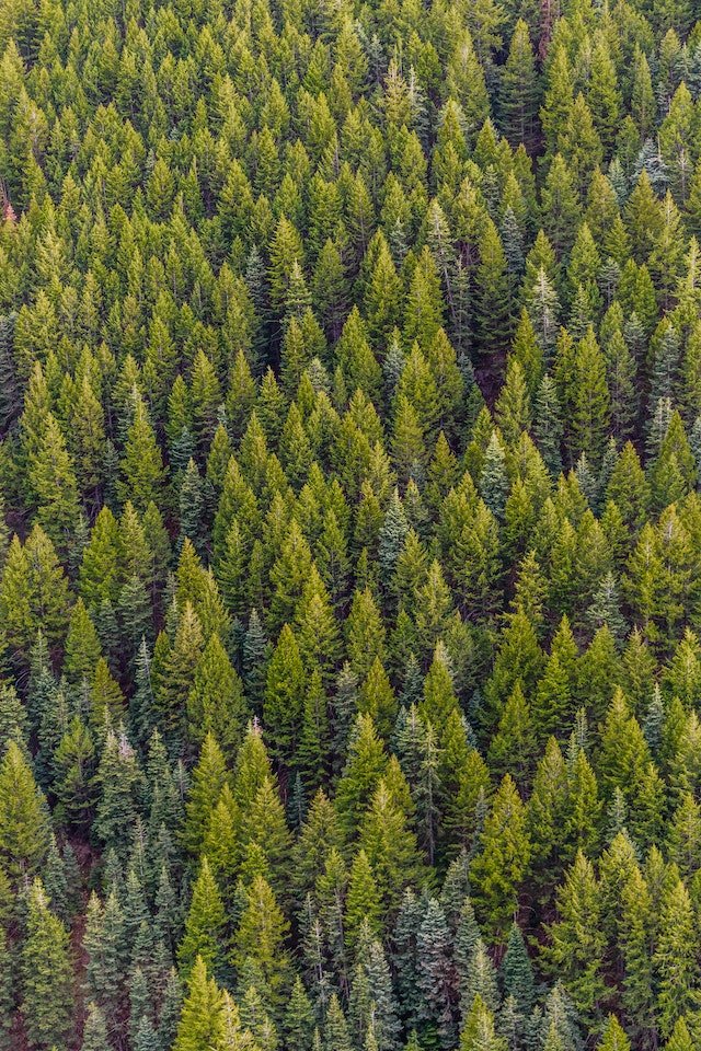 Carbon Neutrality - MYSA